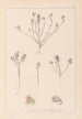 Herbier de la flore française Pl0221 - Louis Antoine Cusin — visning af kunstværket