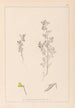 Herbier de la flore française Pl0222 - Louis Antoine Cusin — visning af kunstværket