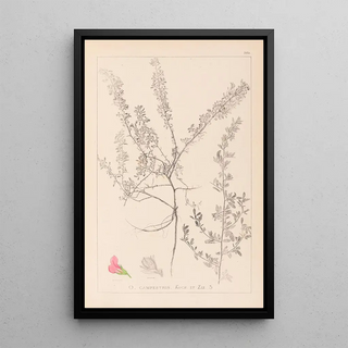 Louis Antoine Cusin - Herbier de la flore franaise Pl0223.webp