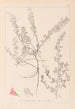Herbier de la flore française Pl0223 - Louis Antoine Cusin — visning af kunstværket