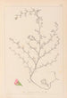 Herbier de la flore française Pl0224 - Louis Antoine Cusin — visning af kunstværket