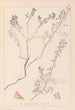 Herbier de la flore française Pl0225 - Louis Antoine Cusin — visning af kunstværket