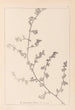 Herbier de la flore française Pl0226 - Louis Antoine Cusin — visning af kunstværket