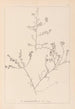 Herbier de la flore française Pl0227 - Louis Antoine Cusin — visning af kunstværket
