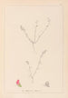 Herbier af den franske flora Pl0228 - Louis Antoine Cusin — visning af kunstværket
