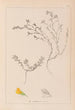 Herbier de la flore française Pl0229 - Louis Antoine Cusin — visning af kunstværket