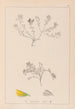 Herbier de la flore française Pl0230 - Louis Antoine Cusin — visning af kunstværket