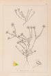 Herbier af den franske flora Pl0232 - Louis Antoine Cusin — visning af kunstværket