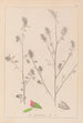 Herbier de la flore française Pl0233 - Louis Antoine Cusin — visning af kunstværket