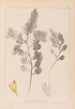 Herbier de la flore française Pl0234 - Louis Antoine Cusin — visning af kunstværket