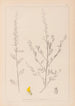 Herbier af den franske flora Pl0235 - Louis Antoine Cusin — visning af kunstværket