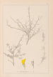 Herbier de la flore française Pl0236 - Louis Antoine Cusin — visning af kunstværket