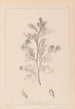 Herbier de la flore française Pl0237 - Louis Antoine Cusin — visning af kunstværket