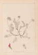Herbier de la flore française Pl0238 - Louis Antoine Cusin — visning af kunstværket