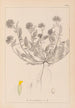 Herbier de la flore française Pl0239 - Louis Antoine Cusin — visning af kunstværket