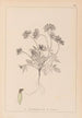 Herbier de la flore française Pl0240 - Louis Antoine Cusin — visning af kunstværket