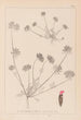 Herbier de la flore française Pl0241 - Louis Antoine Cusin — visning af kunstværket