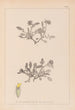 Herbier de la flore française Pl0242 - Louis Antoine Cusin — visning af kunstværket