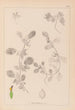 Herbier de la flore française Pl0243 - Louis Antoine Cusin — visning af kunstværket