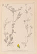 Herbier de la flore française Pl0244 - Louis Antoine Cusin — visning af kunstværket