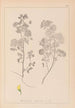 Herbier de la flore française Pl0245 - Louis Antoine Cusin — visning af kunstværket