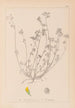 Herbier de la flore française Pl0247 - Louis Antoine Cusin — visning af kunstværket