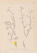 Herbier af den franske flora Pl0248 - Louis Antoine Cusin — visning af kunstværket
