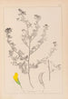 Herbier de la flore française Pl0249 - Louis Antoine Cusin — visning af kunstværket