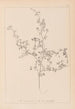 Herbier af den franske flora Pl0250 - Louis Antoine Cusin — visning af kunstværket