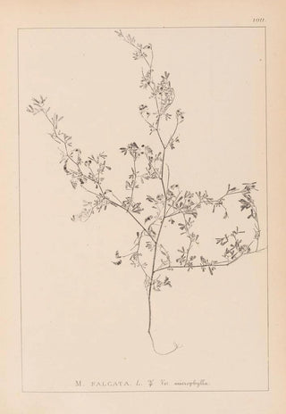 Louis Antoine Cusin - Herbier de la flore franaise Pl0250.webp