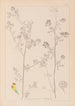 Herbier de la flore française Pl0251 - Louis Antoine Cusin — visning af kunstværket
