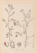 Herbier de la flore française Pl0252 - Louis Antoine Cusin — visning af kunstværket