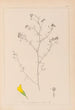 Herbier af den franske flora Pl0253 - Louis Antoine Cusin — visning af kunstværket