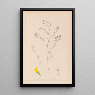 Louis Antoine Cusin - Herbier de la flore franaise Pl0253.webp