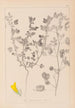 Herbier de la flore française Pl0254 - Louis Antoine Cusin — visning af kunstværket