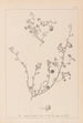Herbier de la flore française Pl0256 - Louis Antoine Cusin — visning af kunstværket