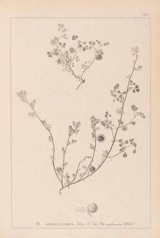 Louis Antoine Cusin - Herbier de la flore franaise Pl0256.webp