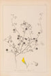 Herbier de la flore française Pl0257 - Louis Antoine Cusin — visning af kunstværket