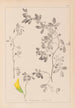Herbier af den franske flora Pl0258 - Louis Antoine Cusin — visning af kunstværket