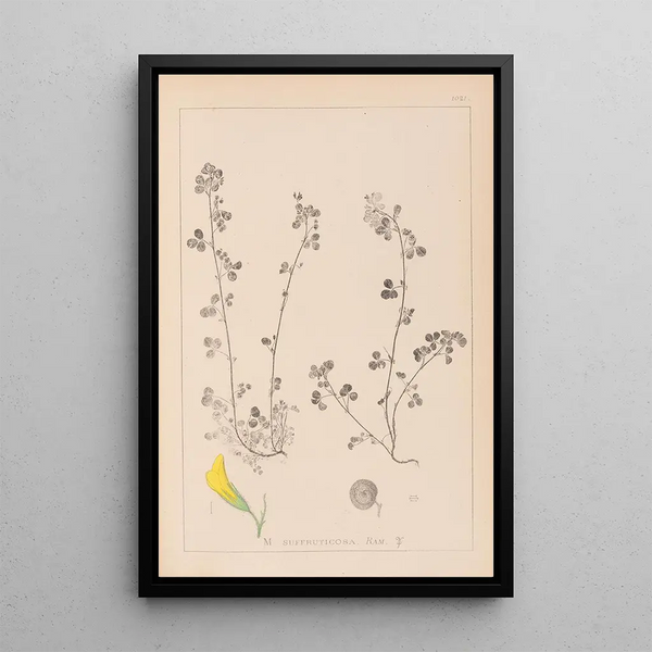 Louis Antoine Cusin - Herbier de la flore franaise Pl0260.webp