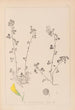Herbier de la flore française Pl0260 - Louis Antoine Cusin — visning af kunstværket