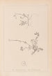 Herbier de la flore française Pl0261 - Louis Antoine Cusin — visning af kunstværket