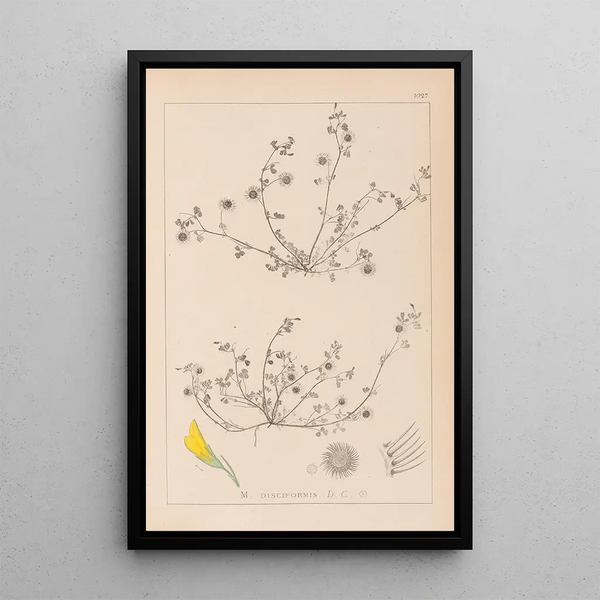 Louis Antoine Cusin - Herbier de la flore franaise Pl0265.webp