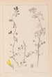 Herbier af den franske flora Pl0266 - Louis Antoine Cusin — visning af kunstværket