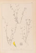 Herbier af den franske flora Pl0267 - Louis Antoine Cusin — visning af kunstværket