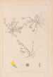 Herbier de la flore française Pl0268 - Louis Antoine Cusin — visning af kunstværket