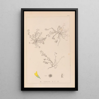 Louis Antoine Cusin - Herbier de la flore franaise Pl0268.webp