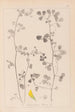 Herbier de la flore française Pl0269 - Louis Antoine Cusin — visning af kunstværket