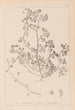Herbier af den franske flora Pl0270 - Louis Antoine Cusin — visning af kunstværket