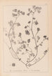Herbier de la flore française Pl0271 - Louis Antoine Cusin — visning af kunstværket